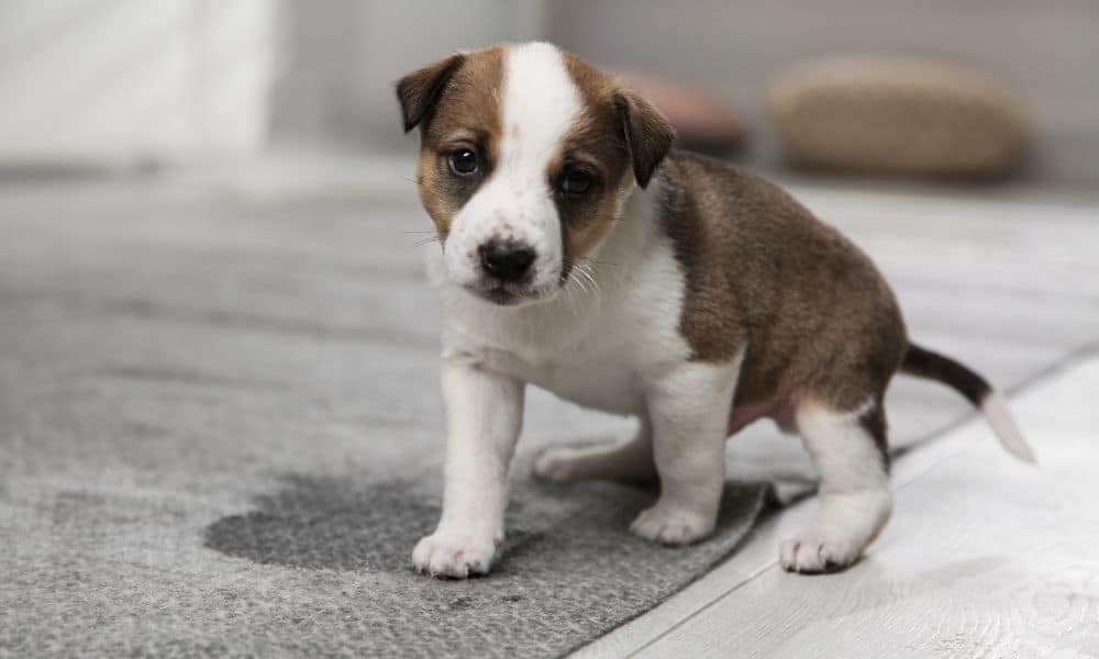 How To Toilet Train A Puppy In 7 Days – Tips And Tricks 44 toilet