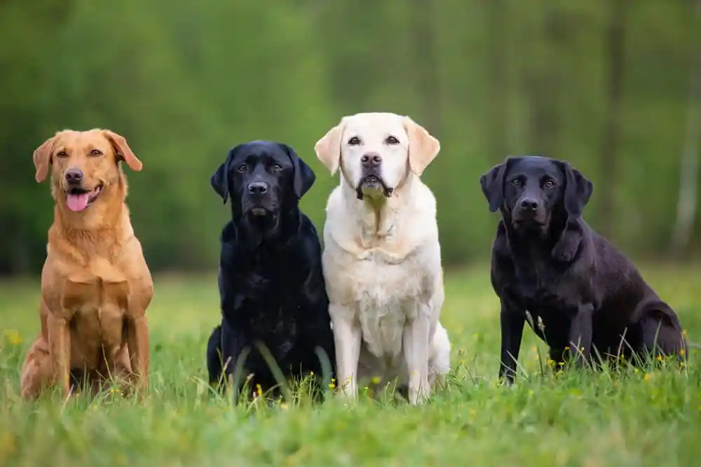 4 labradors