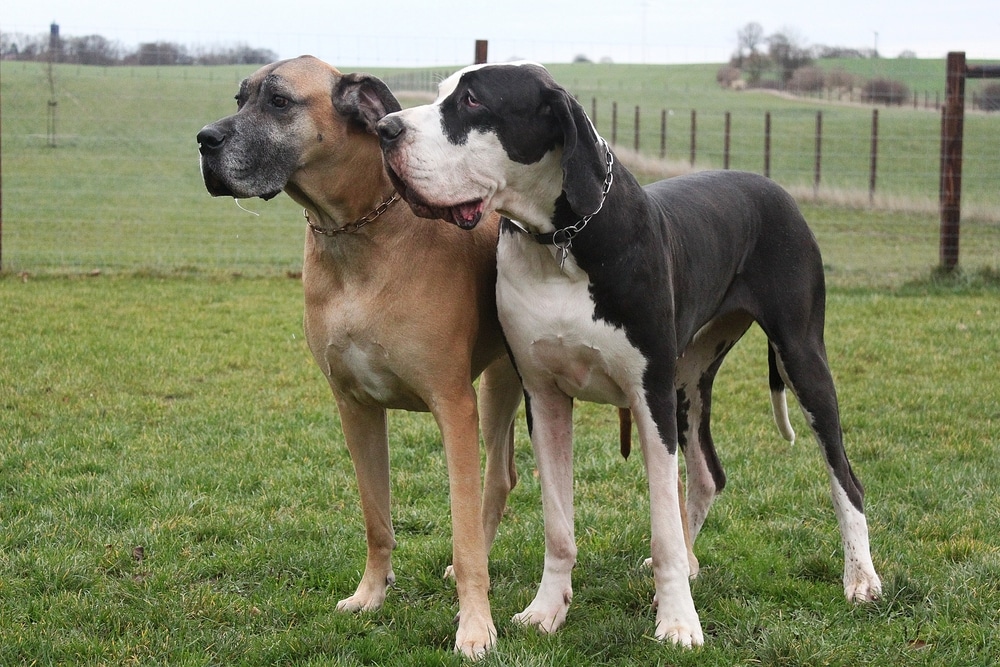 American Great Dane and European Great Dane standing beside each other