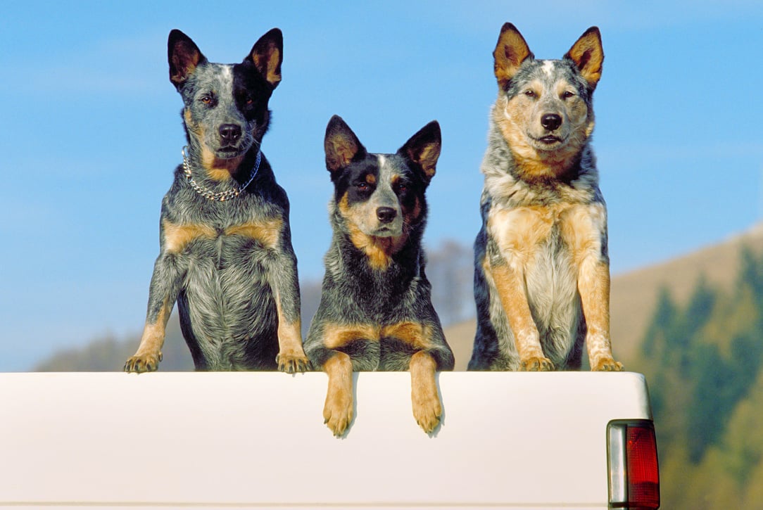 Australian Cattle dog