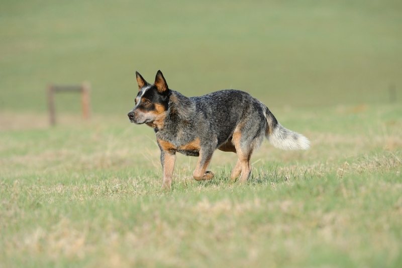 Australian Cattle dog2