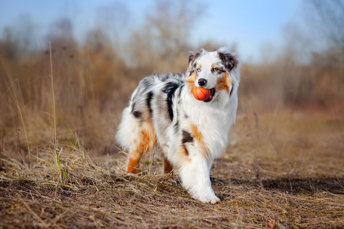 Australian Shepherd1