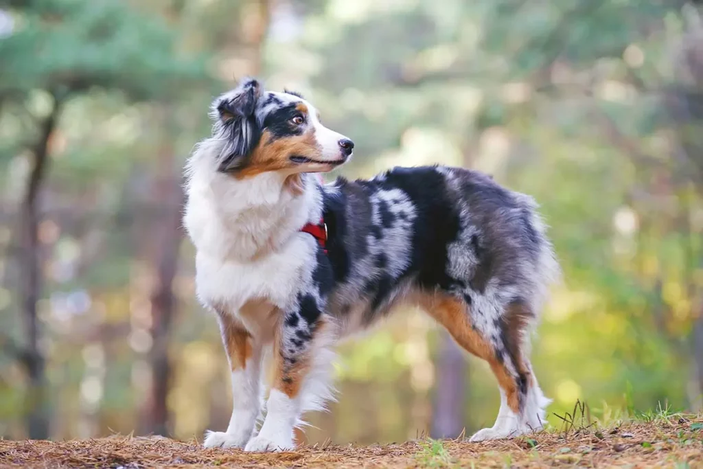 Australian Shepherd2