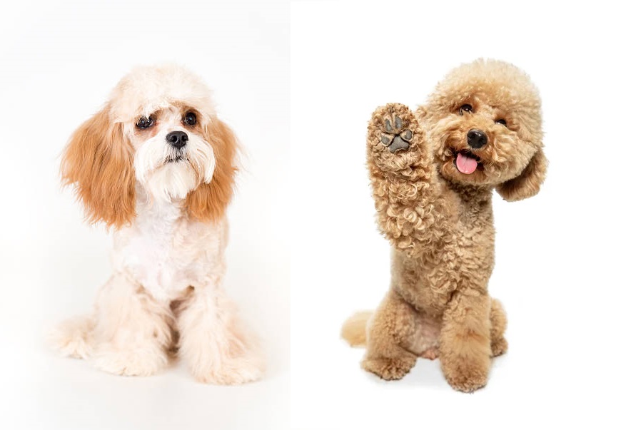 Cavapoo vs Maltipoo – Who Is Your Favorite Designer Dog? 38 Cavapoo3