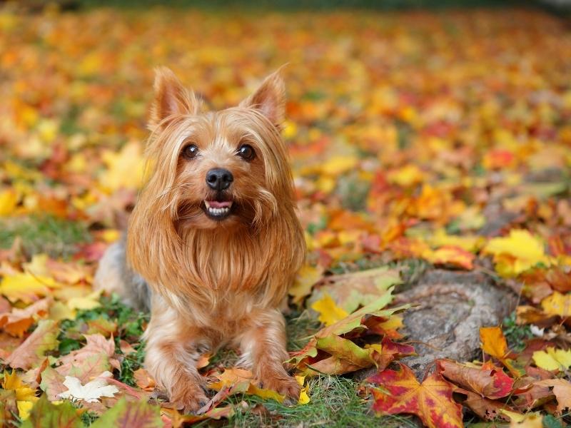 Silky Terrier 1