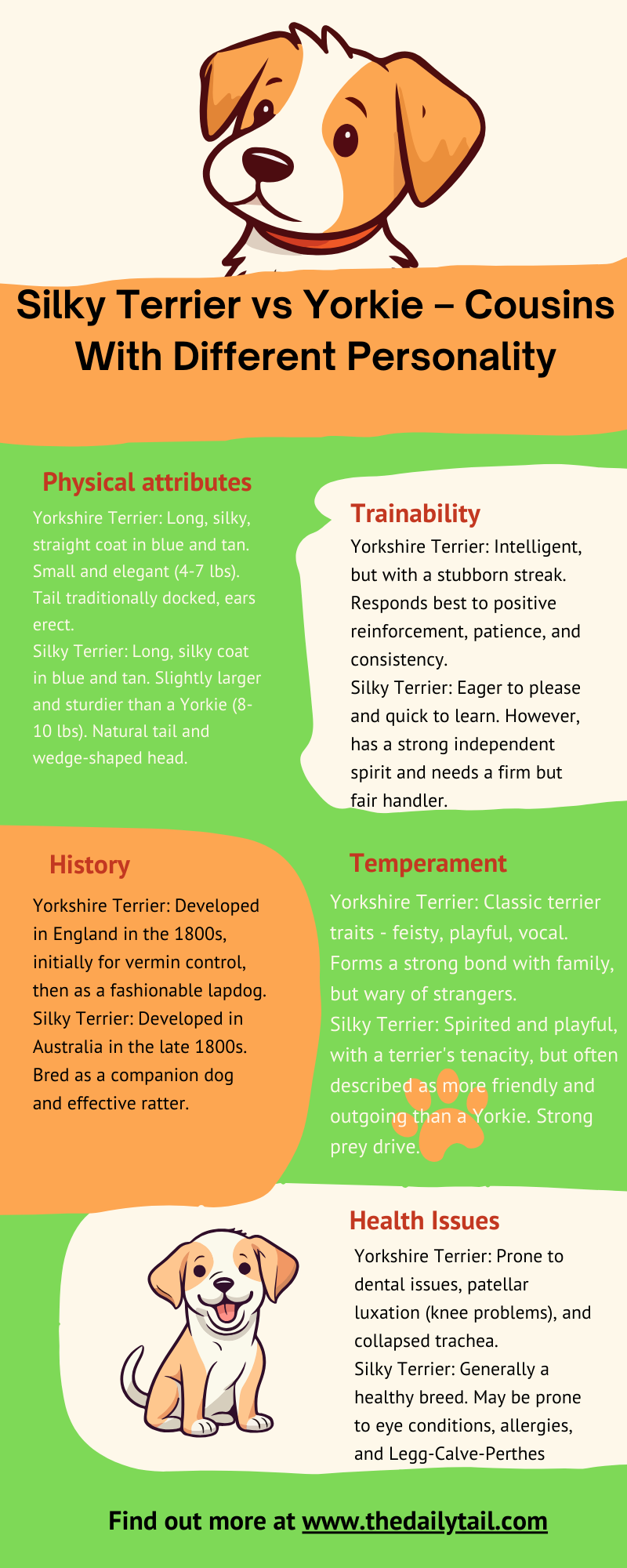 Silky Terrier vs Yorkie infographic