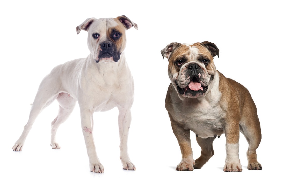 American Bulldog Vs English Bulldog Related Breeds With Nothing In Common