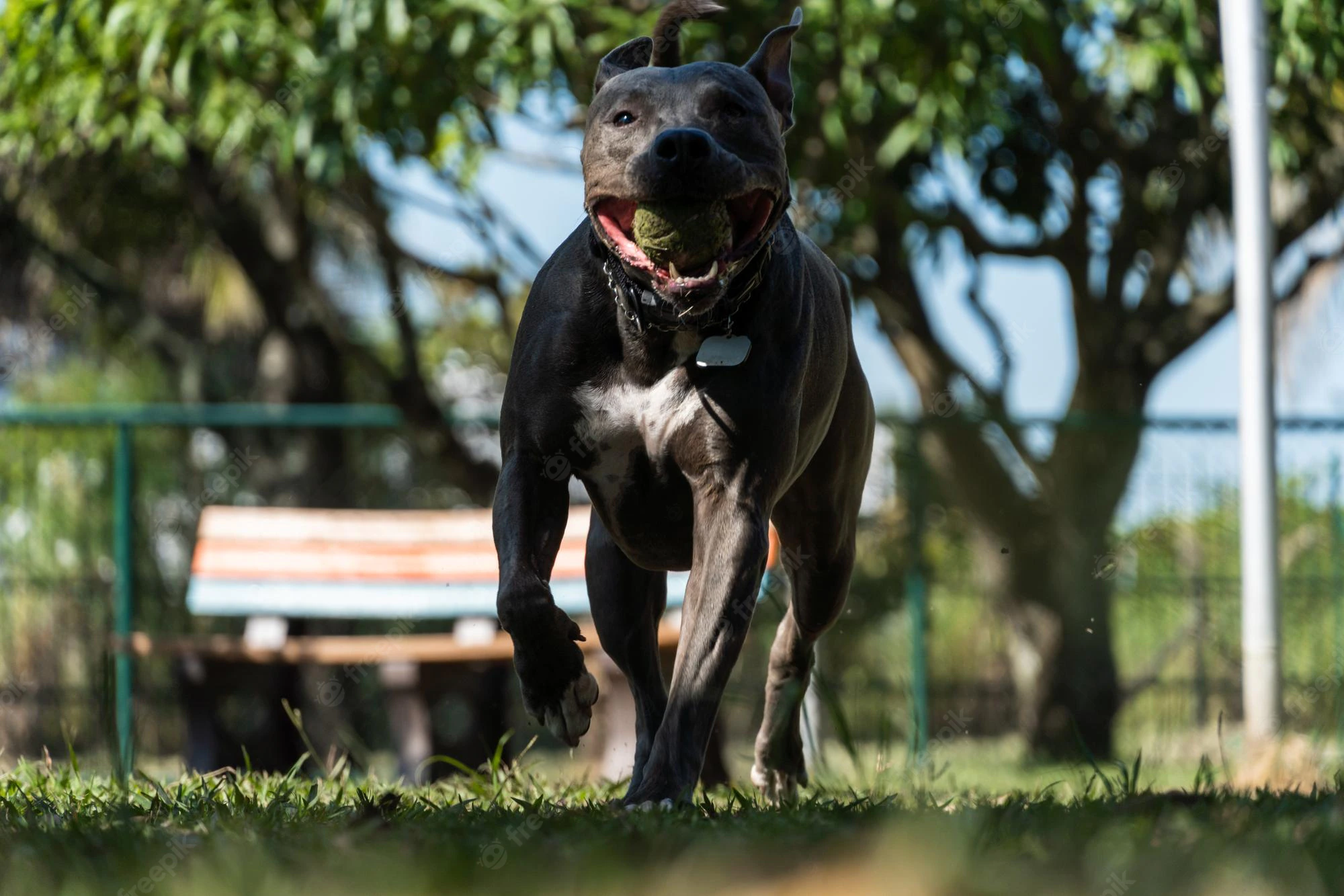 american pitbull2