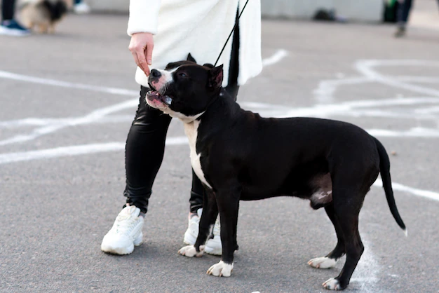 american pitbull5