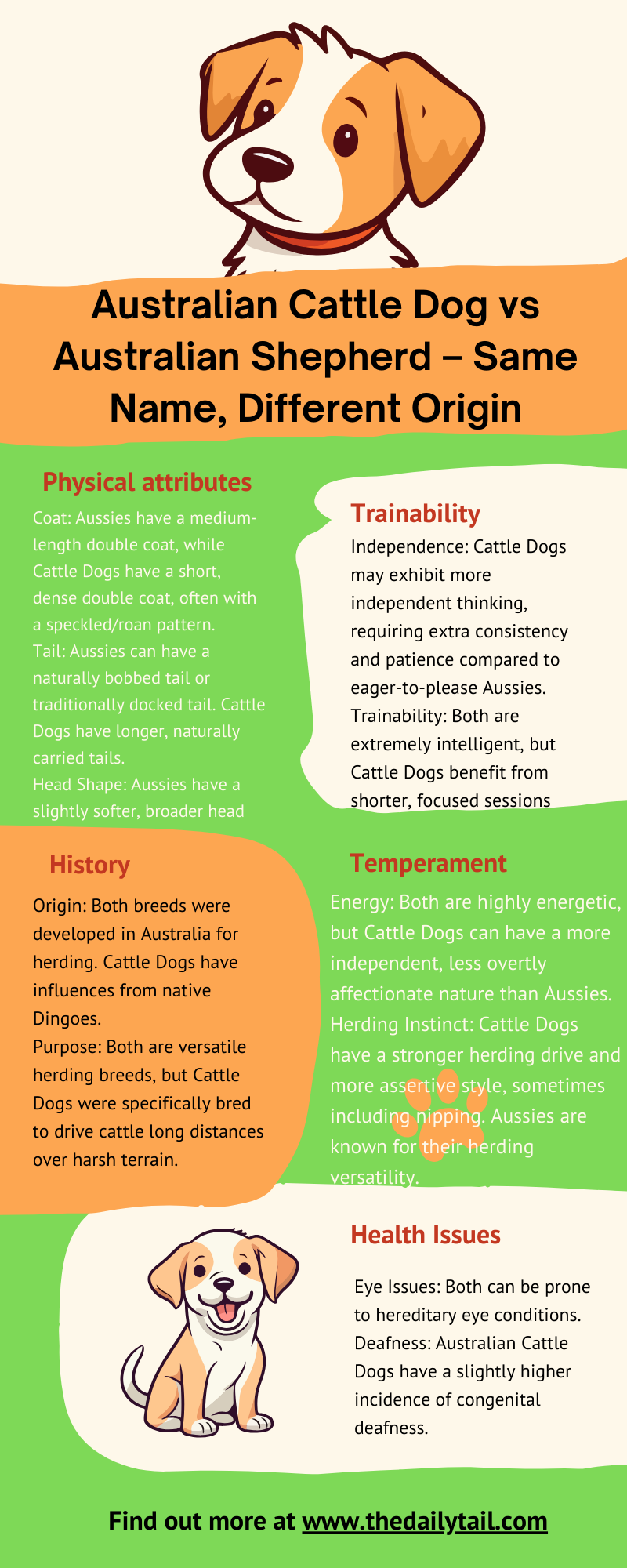 australian shepherd vs australian cattle dog infographic