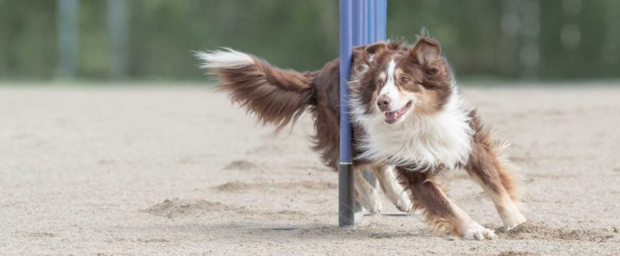 australian shepherds training