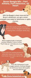 Boxer Beagle Mix - Part Athlete, Part Detective, All Heart