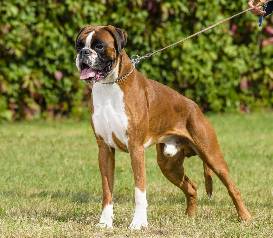 boxer e1674710270570