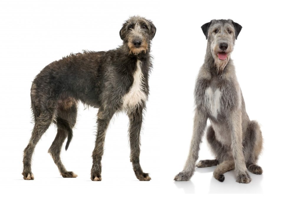 deerhound