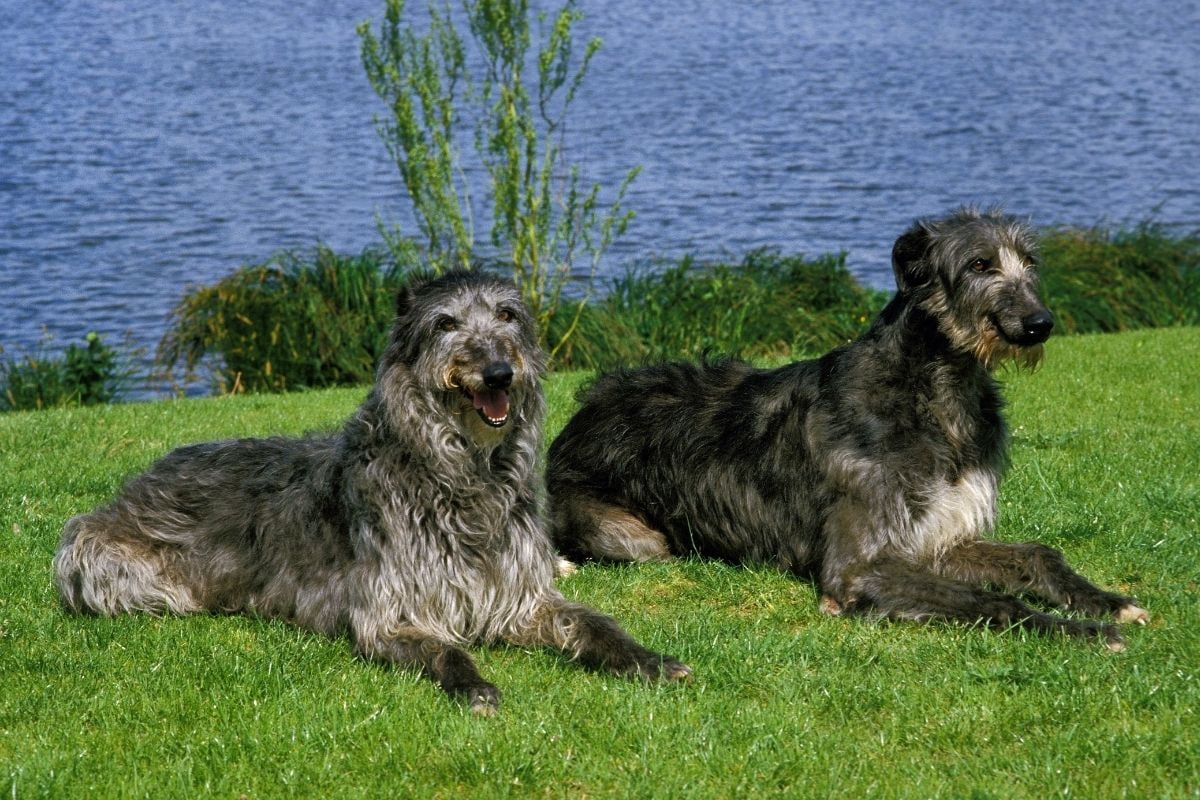 deerhound1