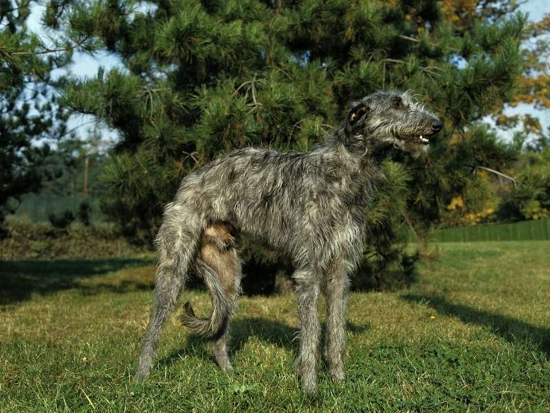 deerhound2