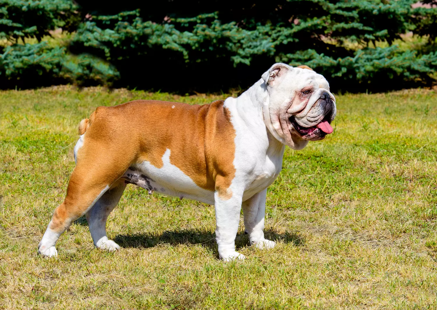 eng bulldog2