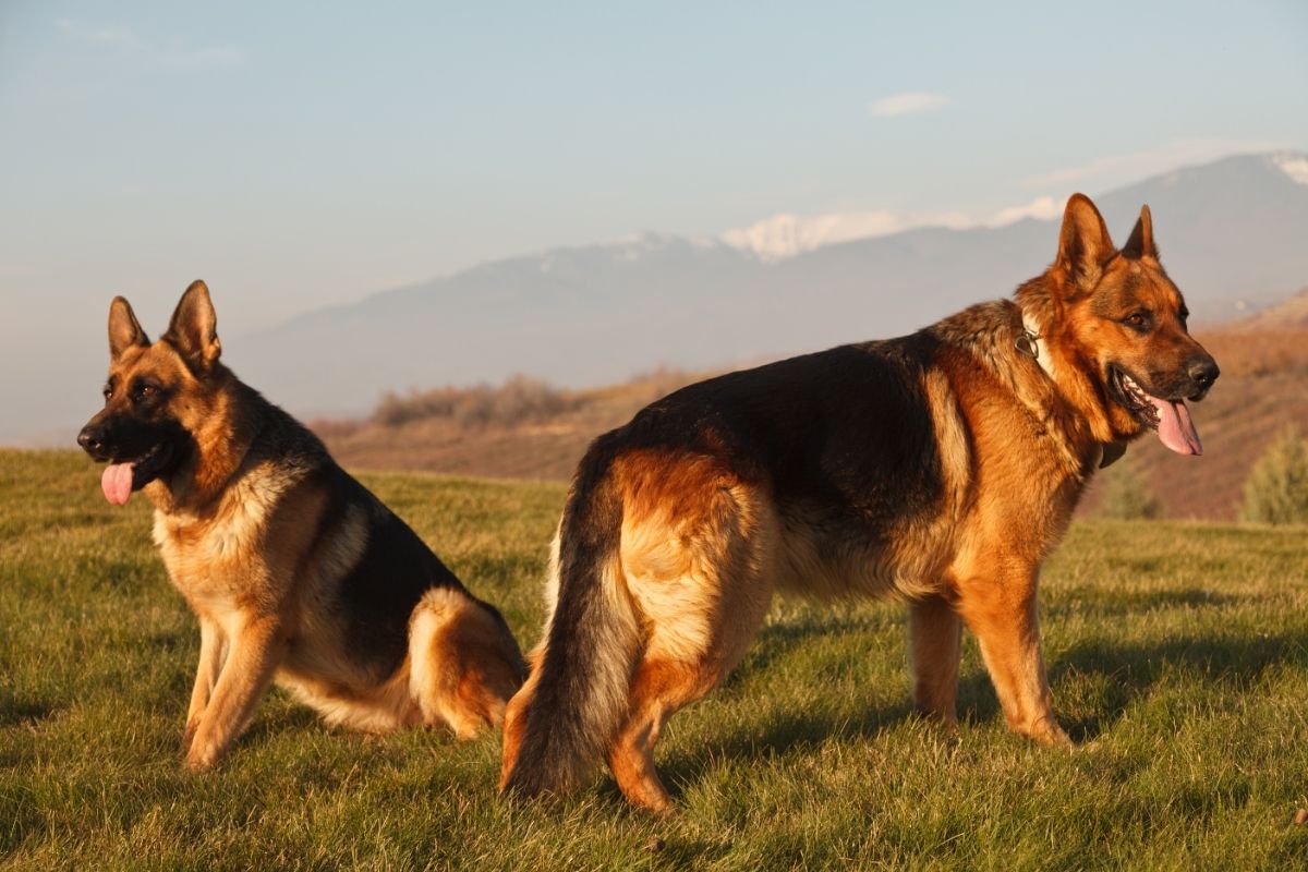 german shepherd 80