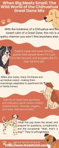 When Big Meets Small: The Wild World Of The Chihuahua Great Dane Mix
