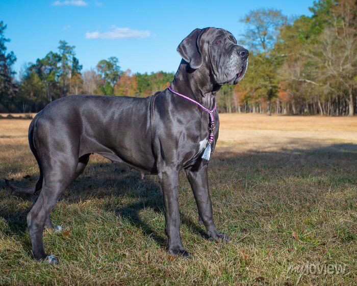 great dane2