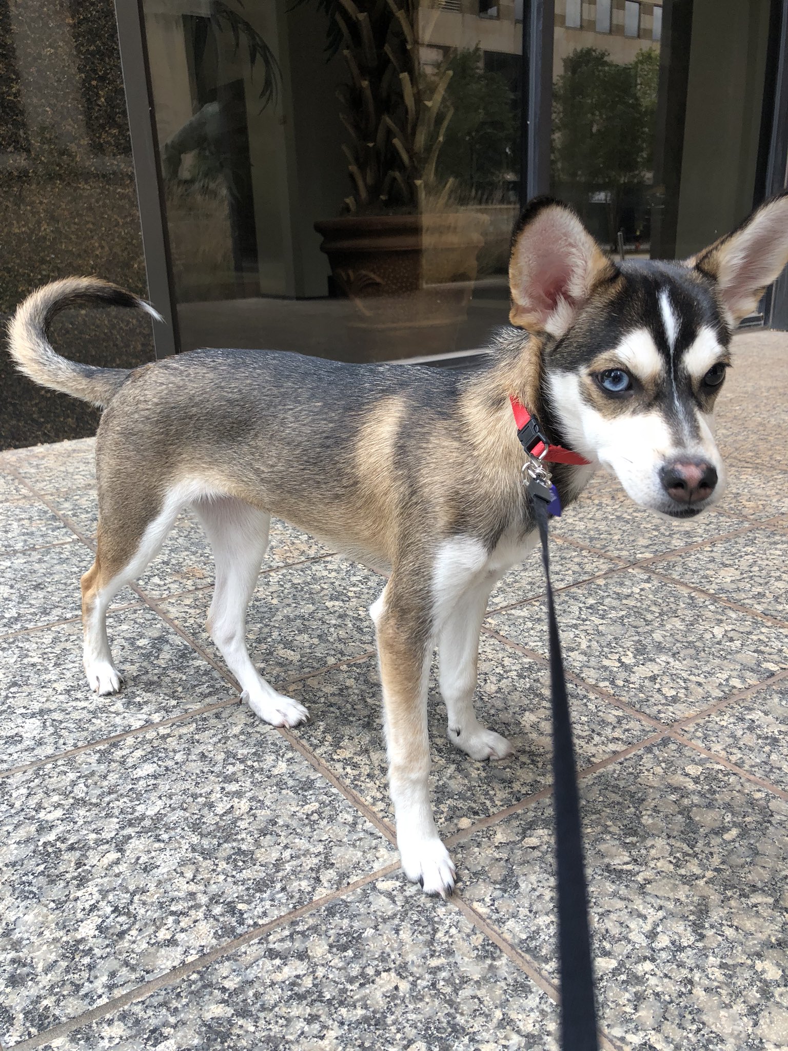 husky chi