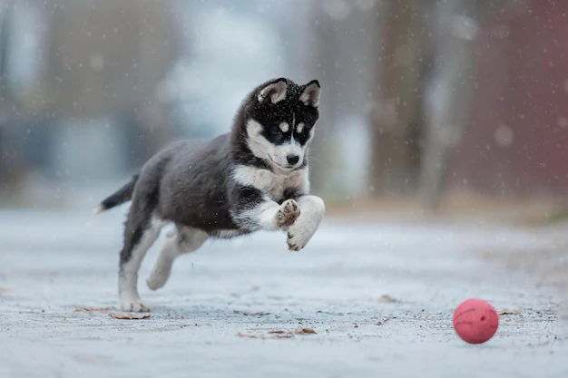 huskyhuskytraining