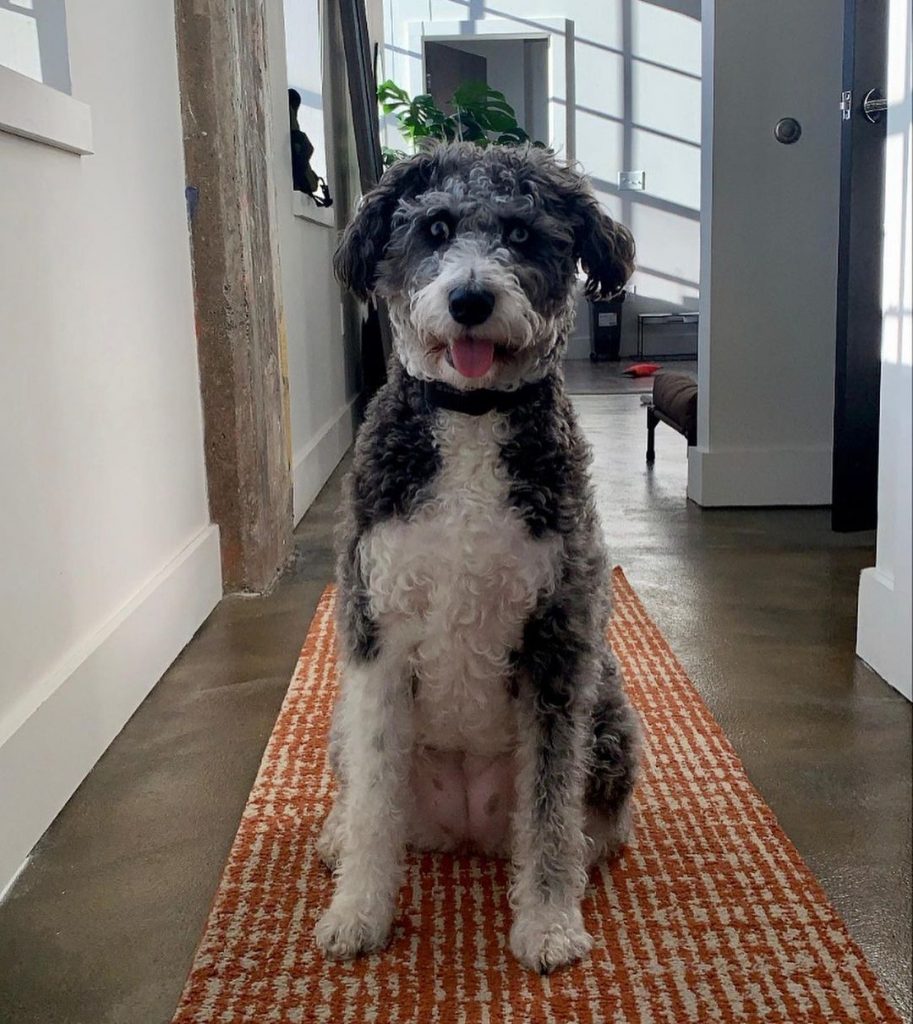 Husky Poodle Mix Can You Get A Husky That Doesn’t Shed?