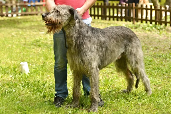 irish wolfhound dog