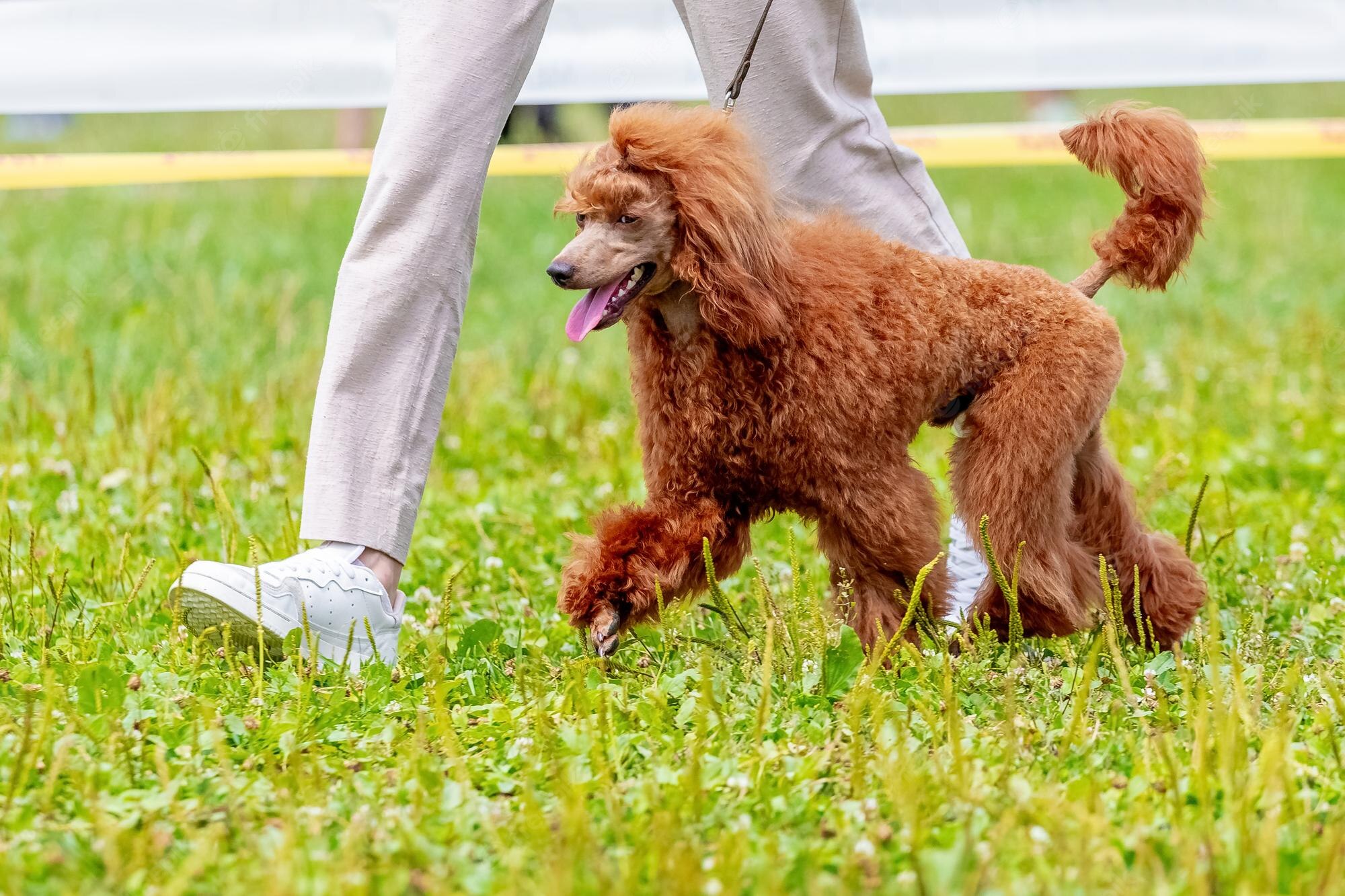 orange poodle