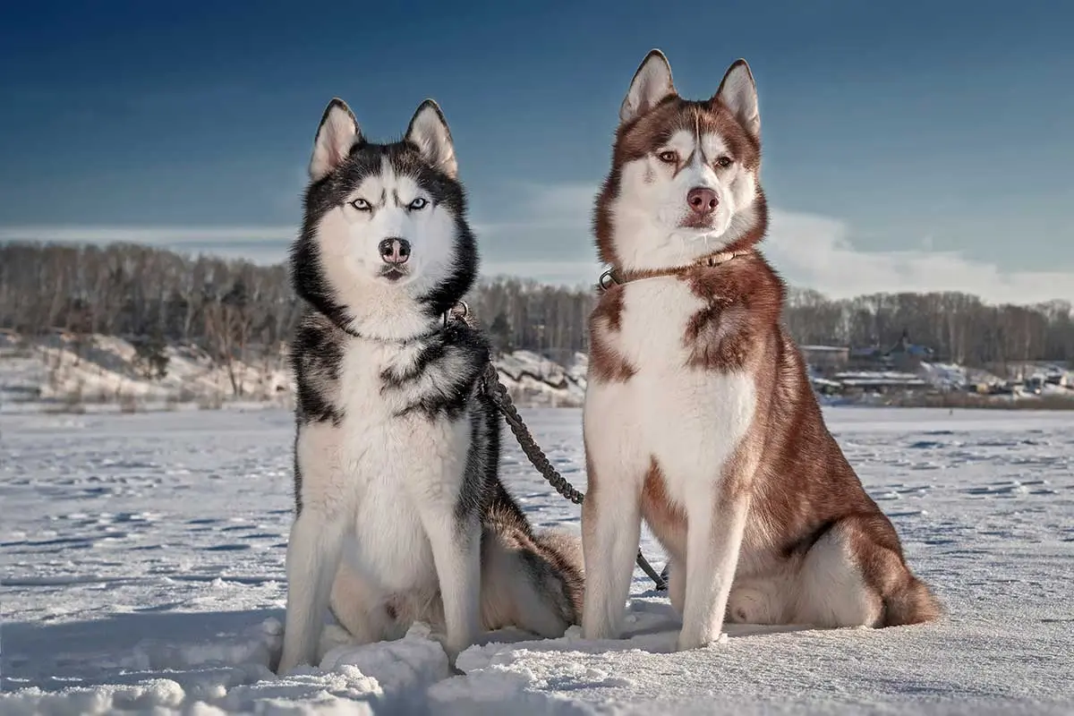 perros de nieve