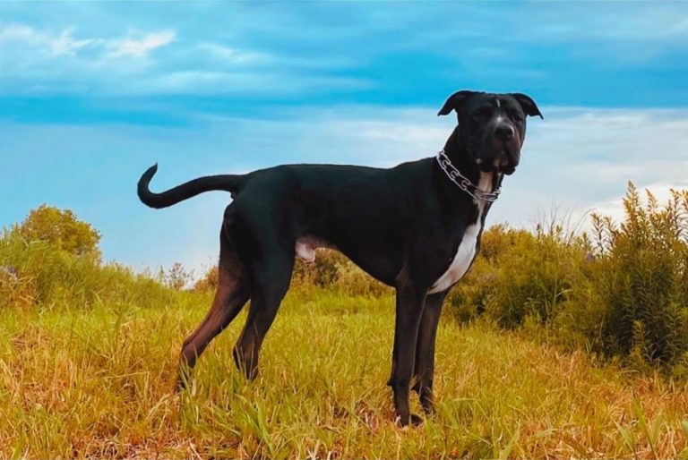 Cane Corso Pitbull Mix – Breed