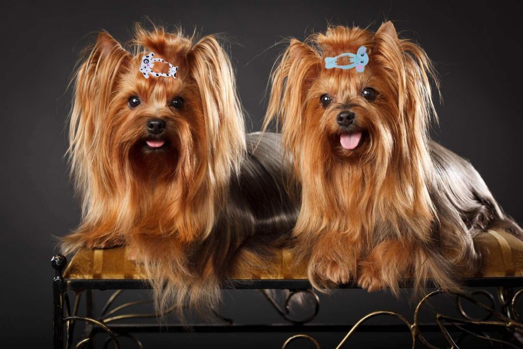 silky-terrier-vs-yorkie-cousins-with-different-personality