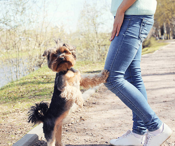 yorkshire terrier1