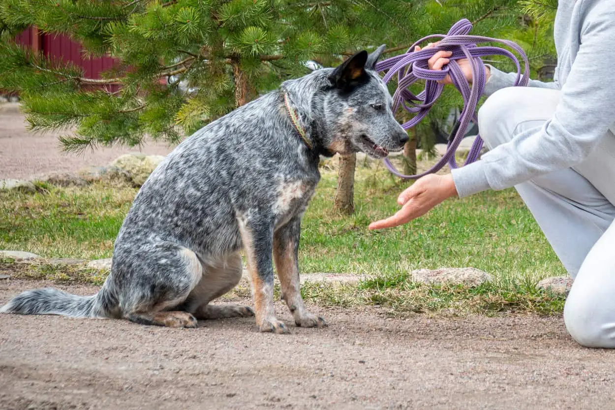 Blue heeler with owner