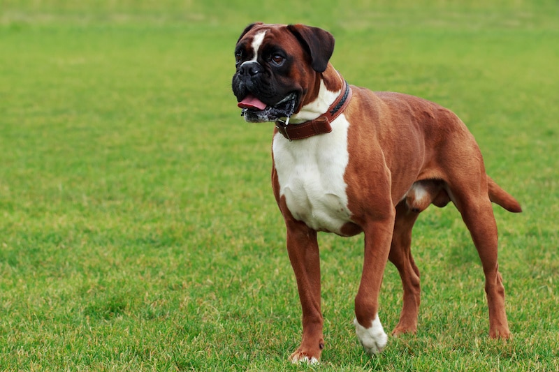 Boxer Dog Breed