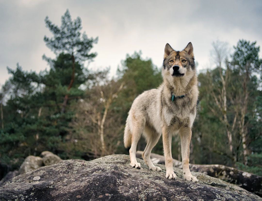 Czechoslovakian Wolfdog