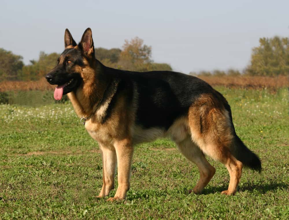 German Shepherd