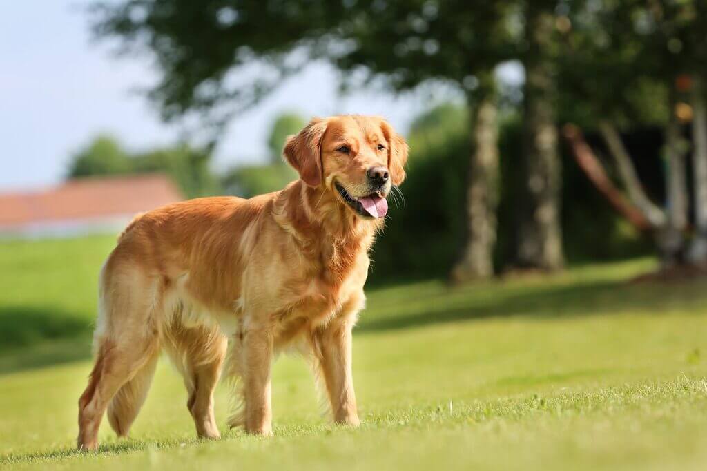 Golden Retriever