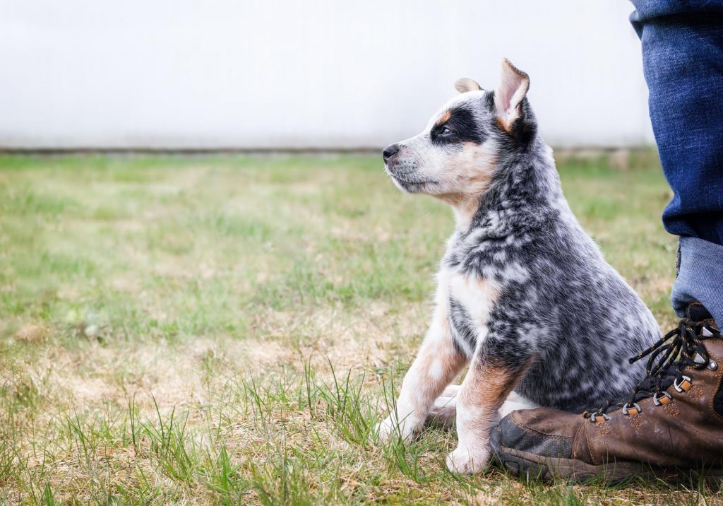 australian cattle dog33