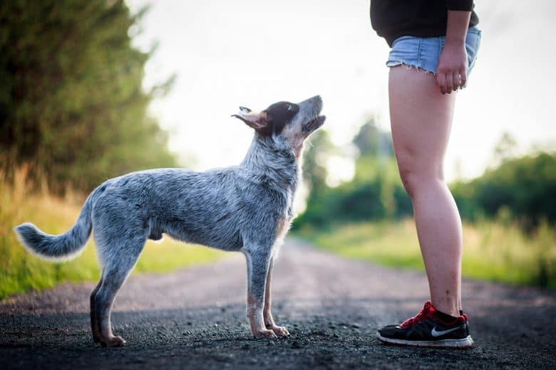 australian cattle dog4