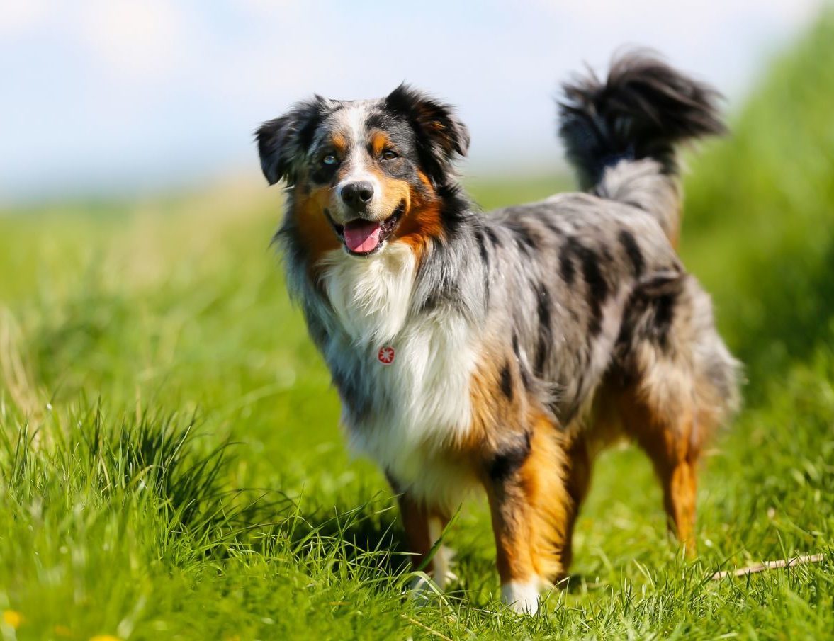 australian shepherd e1675973238526