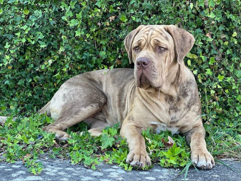 Pitbull Mastiff Mix Friendly Big Guardian Dog