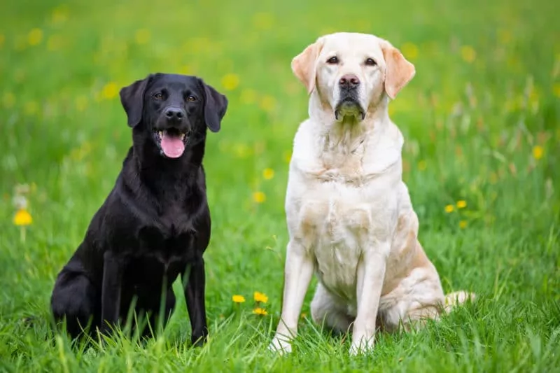 black and yellow labrador retrievers 800x533 1