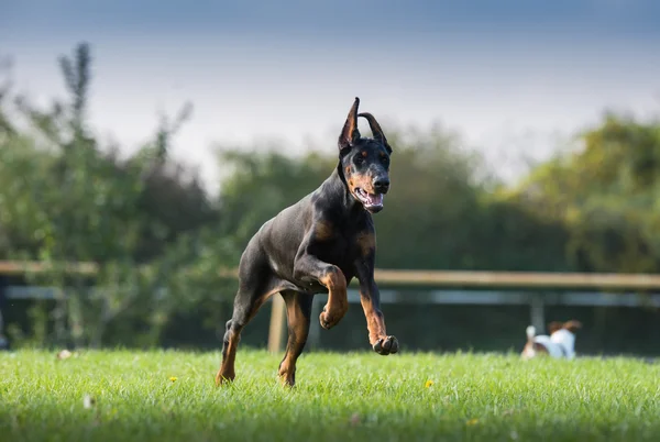 black doberman running