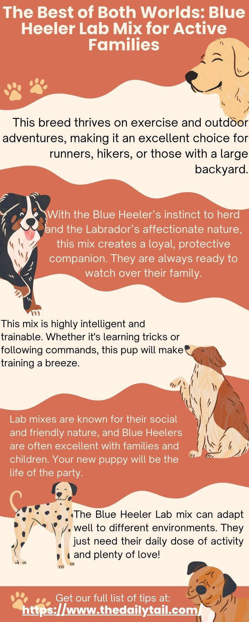 blue heeler lab mix infographic