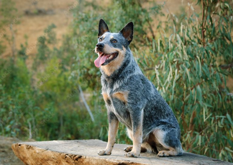 Blue Heeler Mix With Chihuahua – What Is The Result?