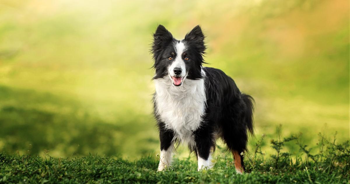 bordercollie