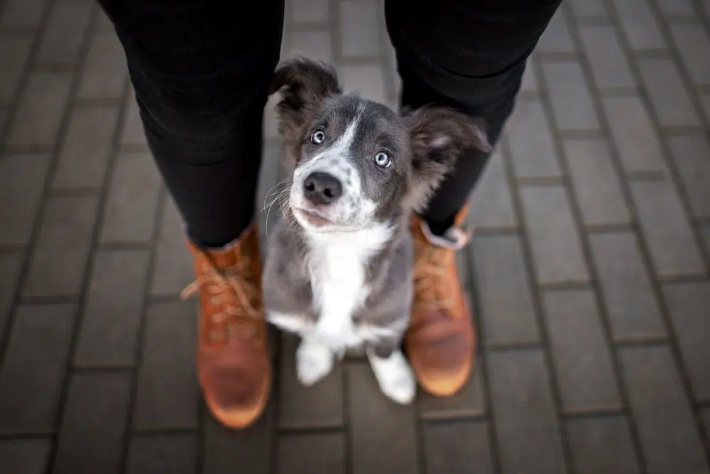 bordercollietrain