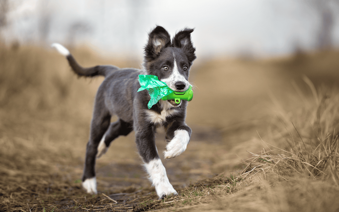 how-to-train-a-border-collie-training-the-smartest-dog