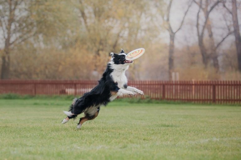 How To Train A Border Collie Training The Smartest Dog how-to-train-a-border-collie-training-the-smartest-dog